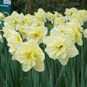 Dancing Moonlight - Narcissus - Fluwel