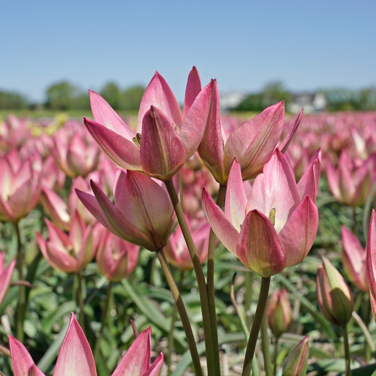 Danique - Tulips - Fluwel