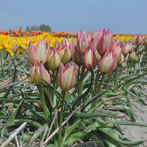 Danique - Tulips - Fluwel