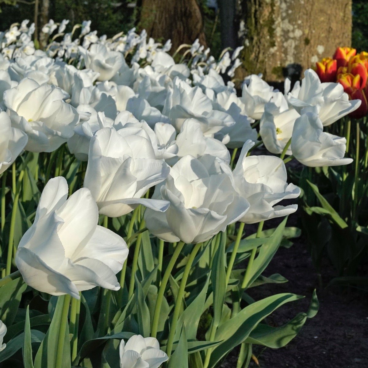 Darwisnow - Tulips - Fluwel