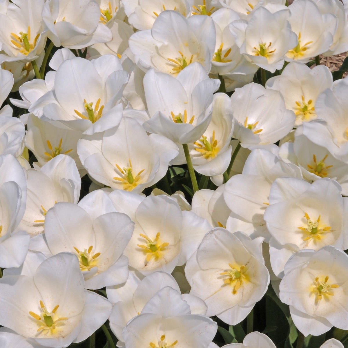Darwisnow - Tulips - Fluwel