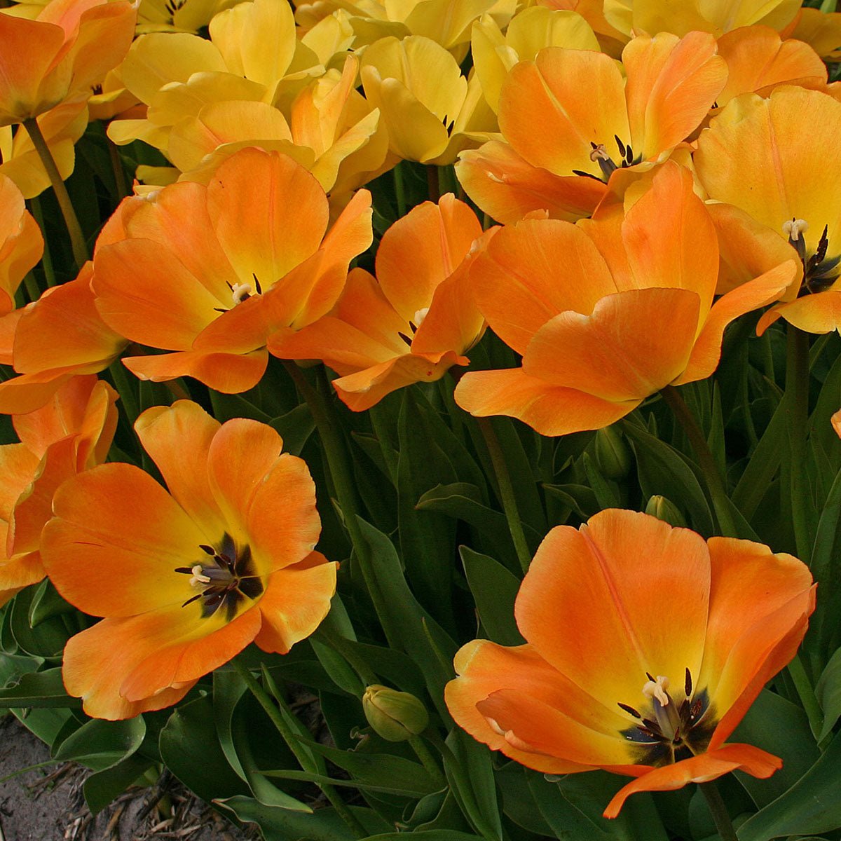 Daydream - Tulips - Fluwel