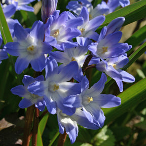 Chionodoxa forbesii (Sneeuwroem)