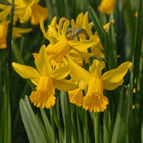 February Gold