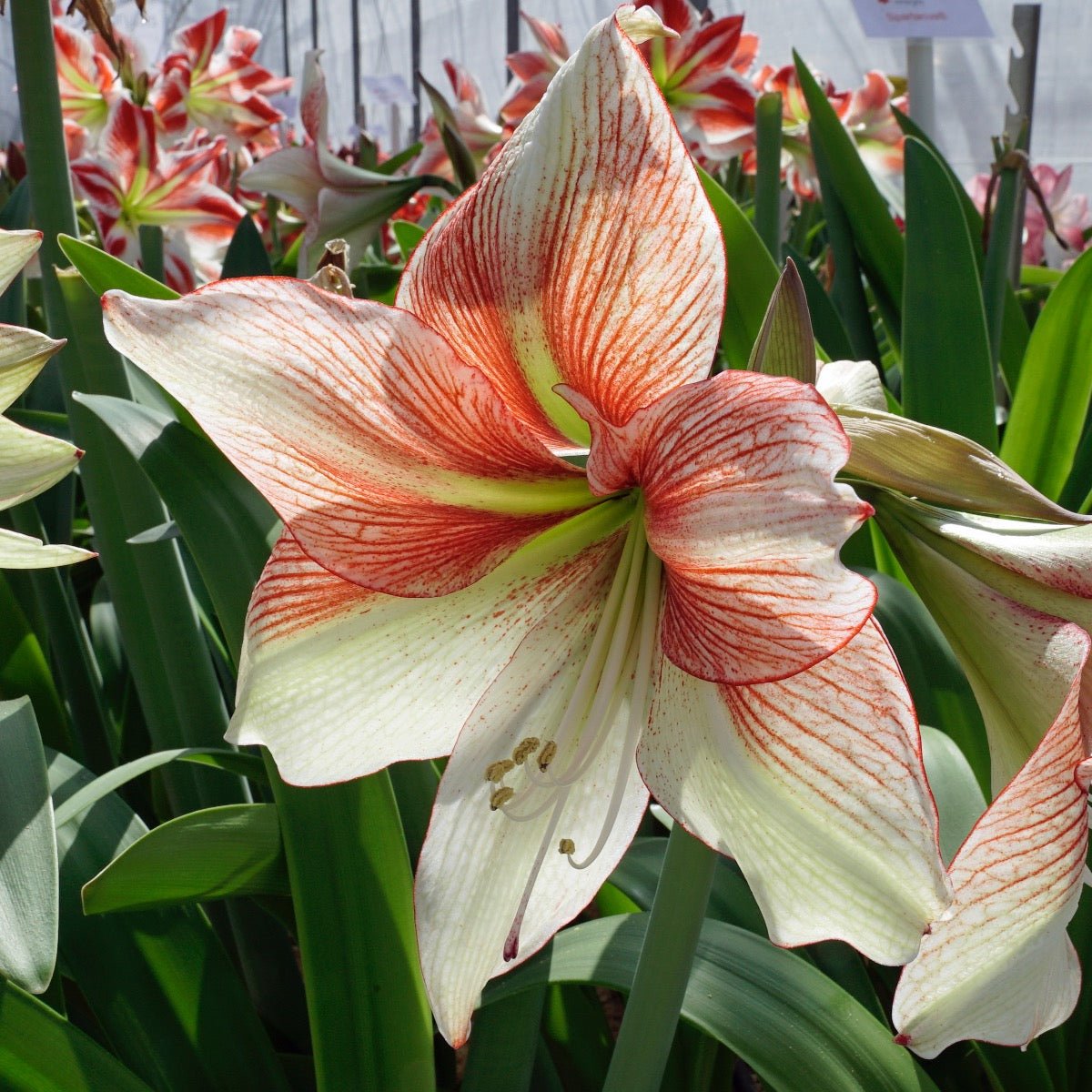 Amaryllis Grandise Fantasy - meerkleurige amaryllis - Fluwel