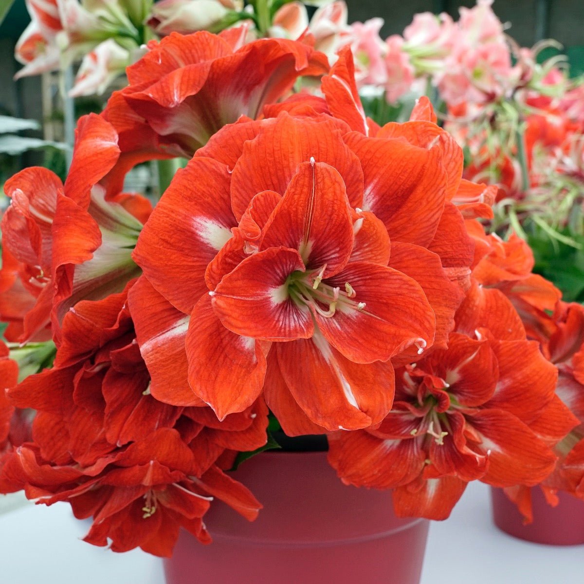 Amaryllis Happy Nymph - oranje amaryllis - Fluwel