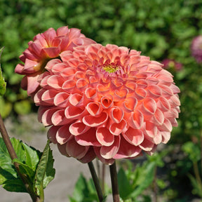 Dahlia Jowey Nicky