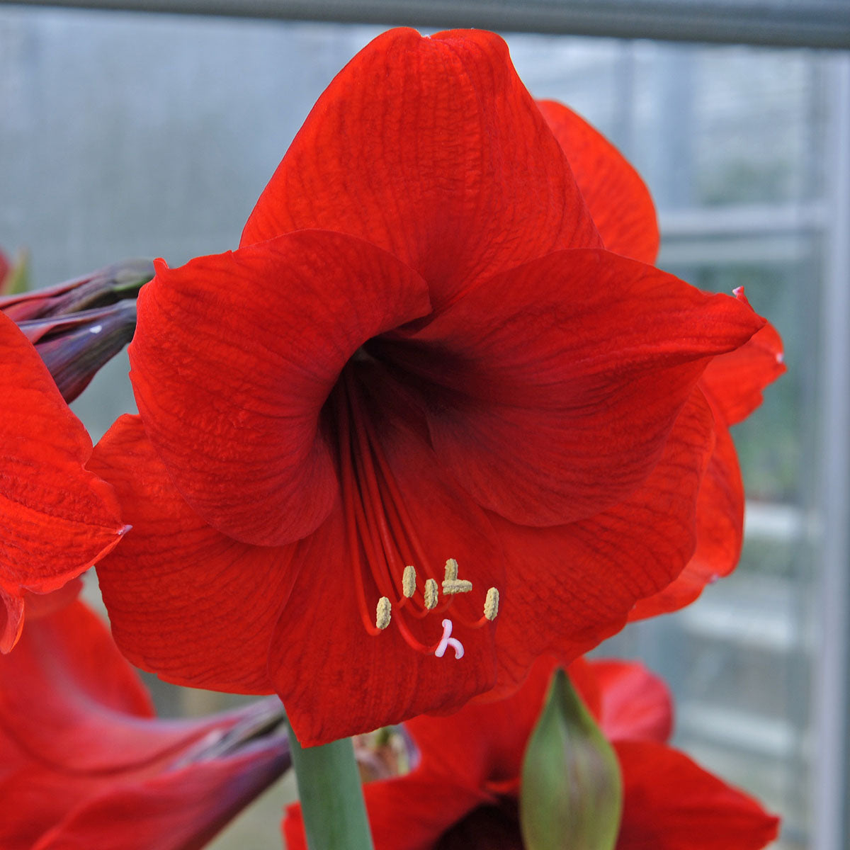 Amaryllis Red Lion