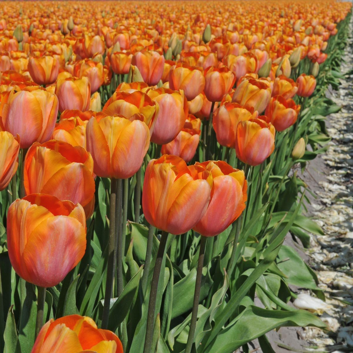 Dordogne - Tulips - Fluwel