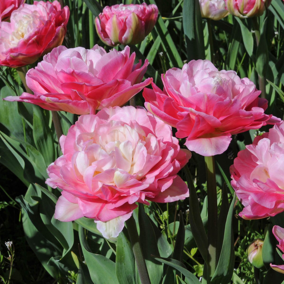 Double Sugar - Tulips - Fluwel