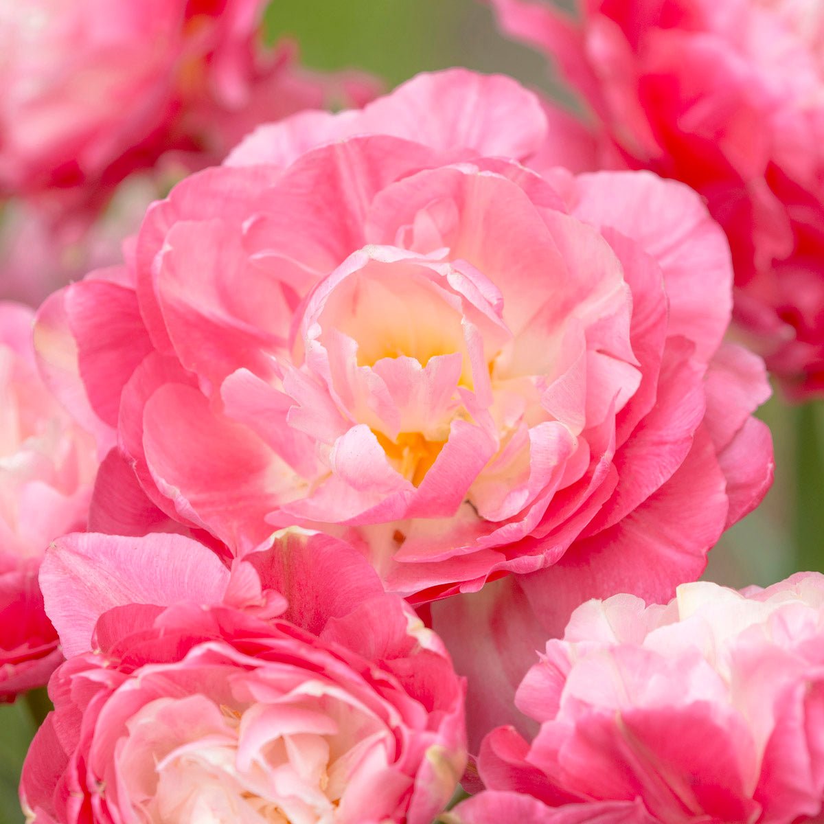 Double Sugar - Tulips - Fluwel