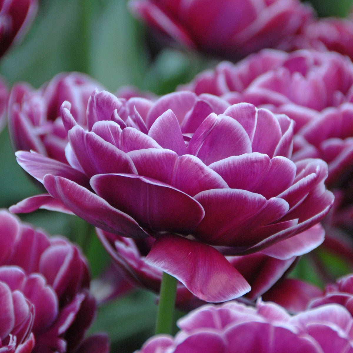 Dream Touch - Tulips - Fluwel