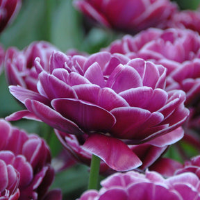 Dream Touch - Tulips - Fluwel