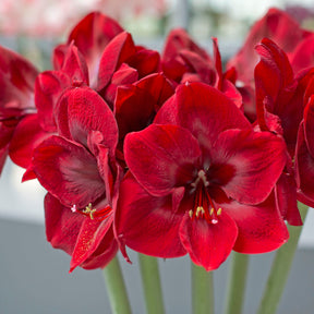 Amaryllis Premiere