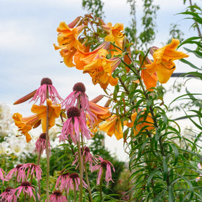 Lilium African Queen