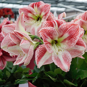 Amaryllis Spotted Cream