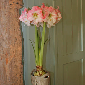 Amaryllis Apple Blossom