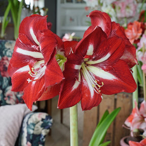 Amaryllis Barbados