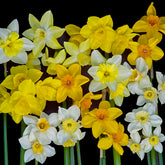 Mixture Narcissus Evan Scent