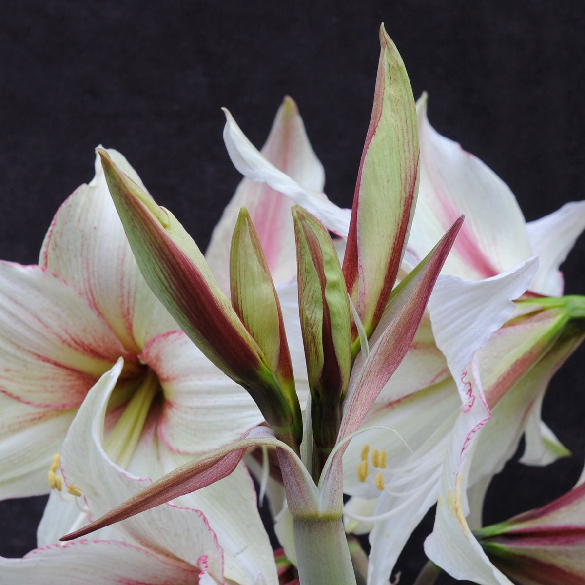 Amaryllis Magic Green - amaryllis - Fluwel