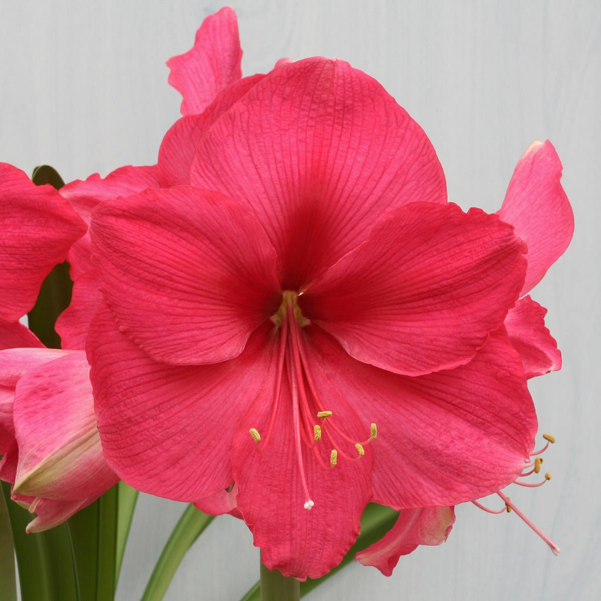Amaryllis Pink Surprise - roze amaryllis - Fluwel
