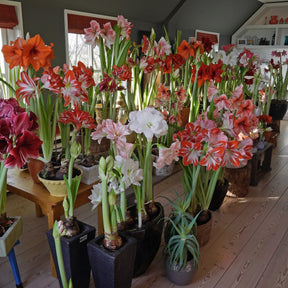 Amaryllis Serenity