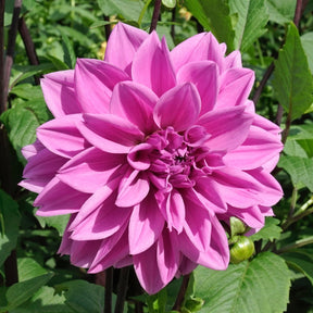 Dahlia Lilac Time