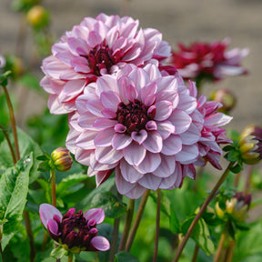 Dahlia Crême de Cassis