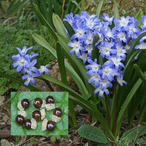 Chionodoxa forbesii (Sneeuwroem)