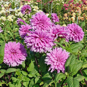 Dahlia Lilac Time