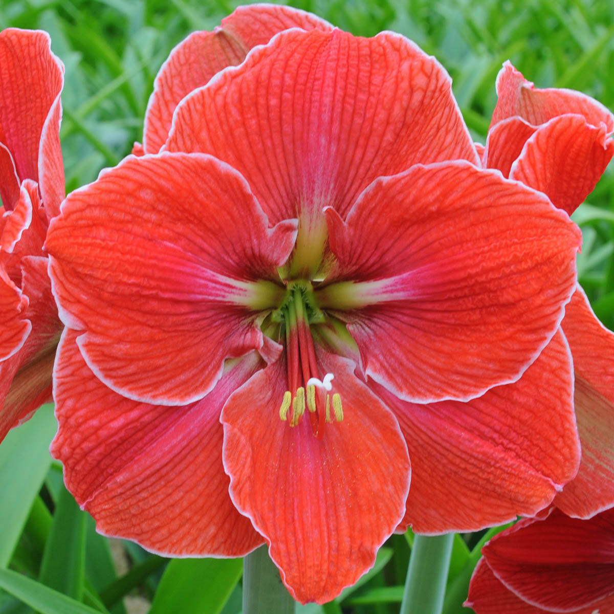 Amaryllis Magical Touch