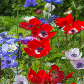 Anemone coronaria De Caen