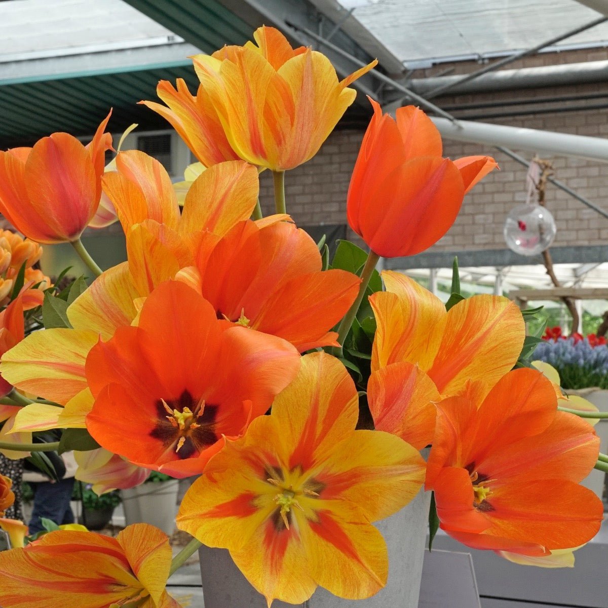 El Nino - Tulips - Fluwel