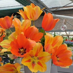 El Nino - Tulips - Fluwel