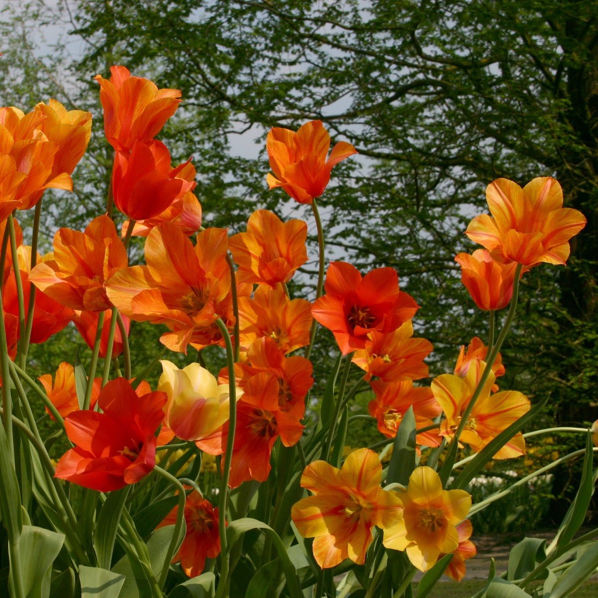 El Nino - Tulips - Fluwel