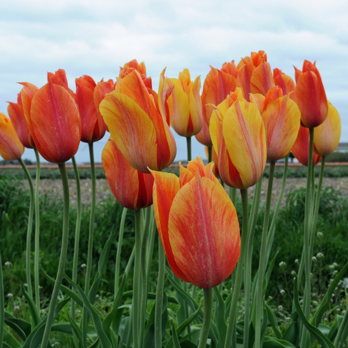 El Nino - Tulips - Fluwel