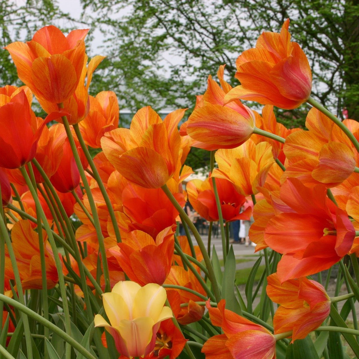 El Nino - Tulips - Fluwel