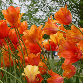 El Nino - Tulips - Fluwel