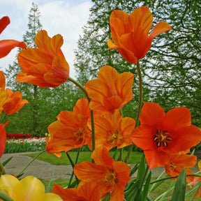 El Nino - Tulips - Fluwel