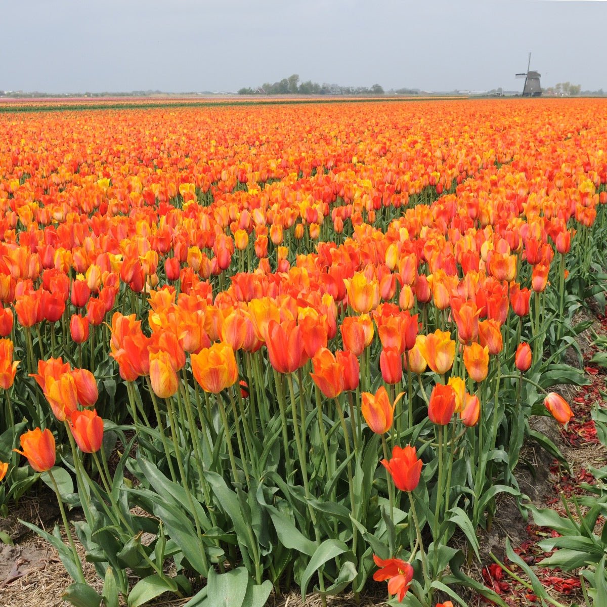 El Nino - Tulips - Fluwel