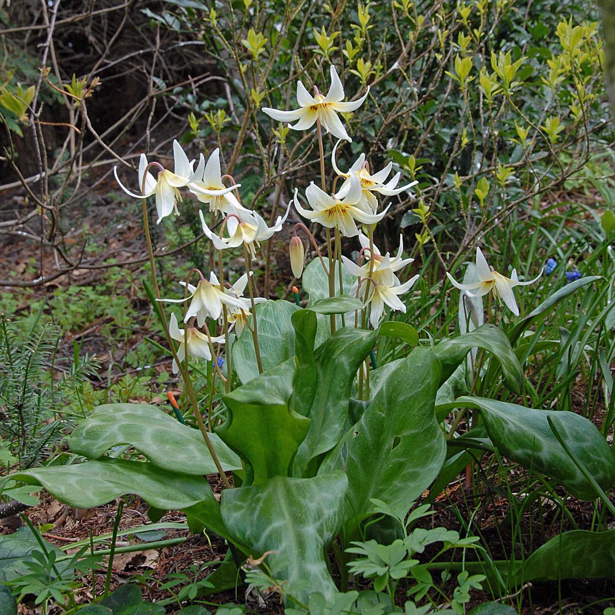 Erythronium revolutum White Beauty - Spring specialty bulbs - Fluwel
