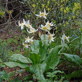 Erythronium revolutum White Beauty - Spring specialty bulbs - Fluwel
