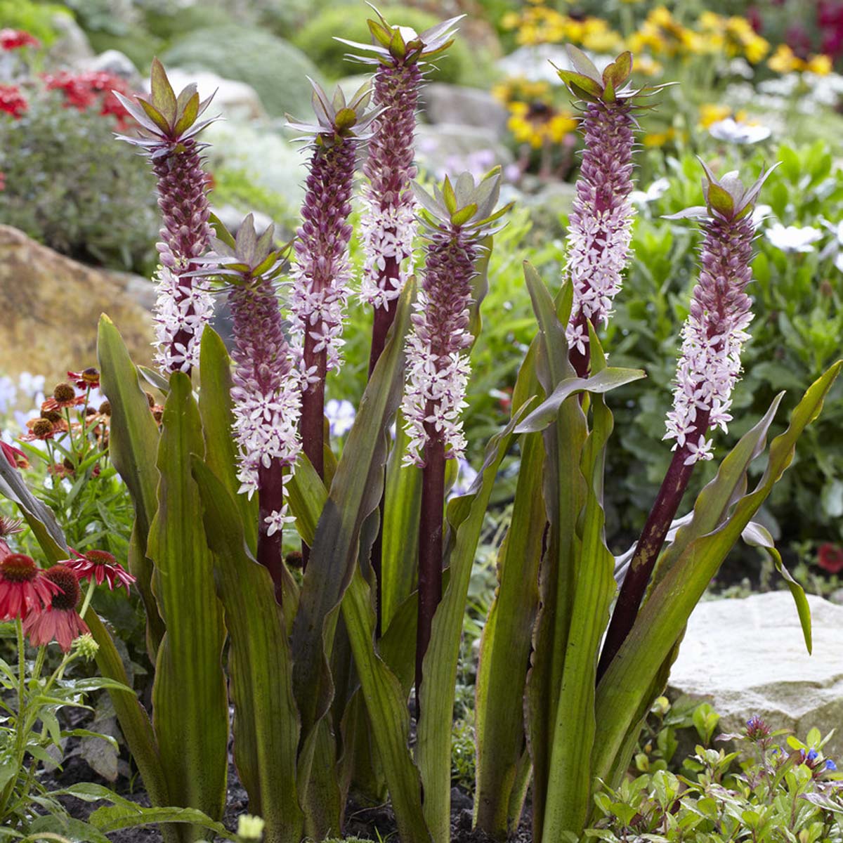Eucomis Indian Summer - Summer special bulbs - Fluwel