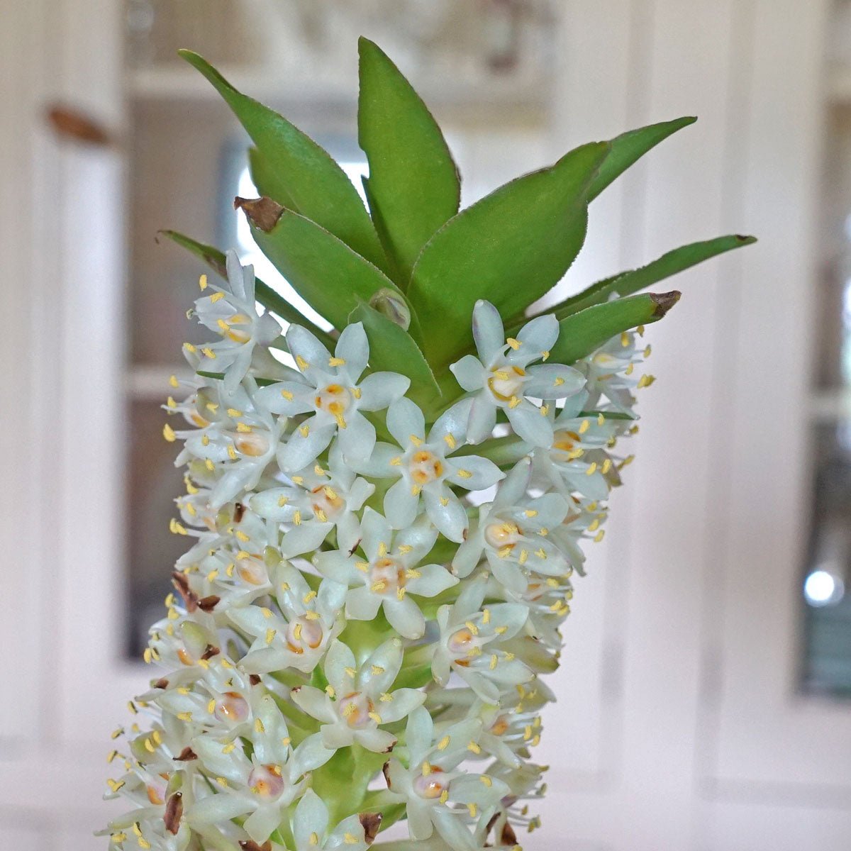 Eucomis Johannesburg - witte eucomis - Fluwel