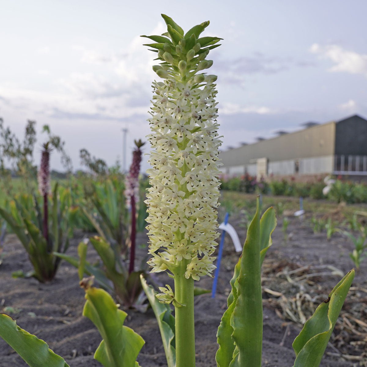 Eucomis Johannesburg - witte eucomis - Fluwel