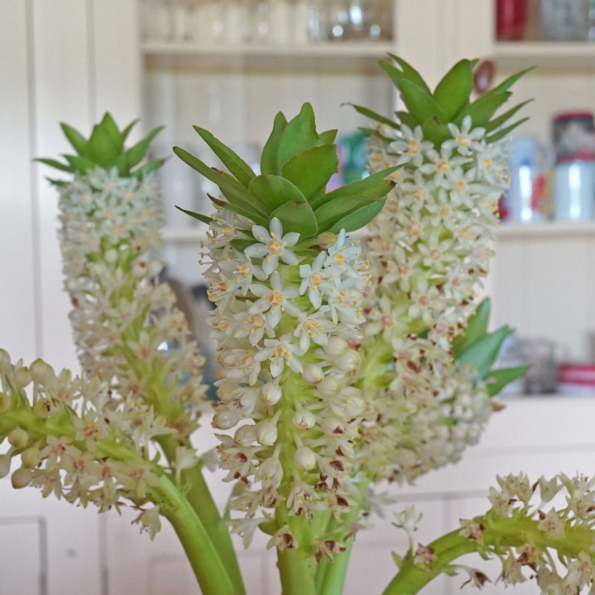 Eucomis Johannesburg - witte eucomis - Fluwel