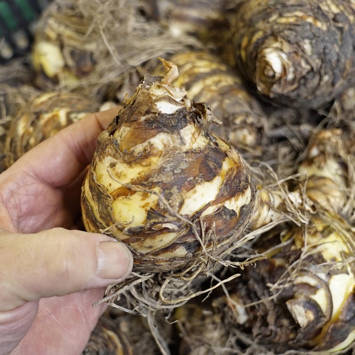 Eucomis Johannesburg - Summer special bulbs - Fluwel