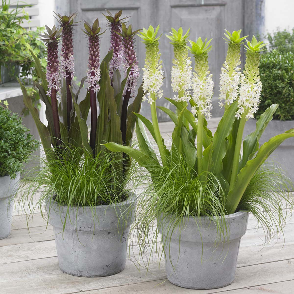 Eucomis Johannesburg - witte eucomis - Fluwel