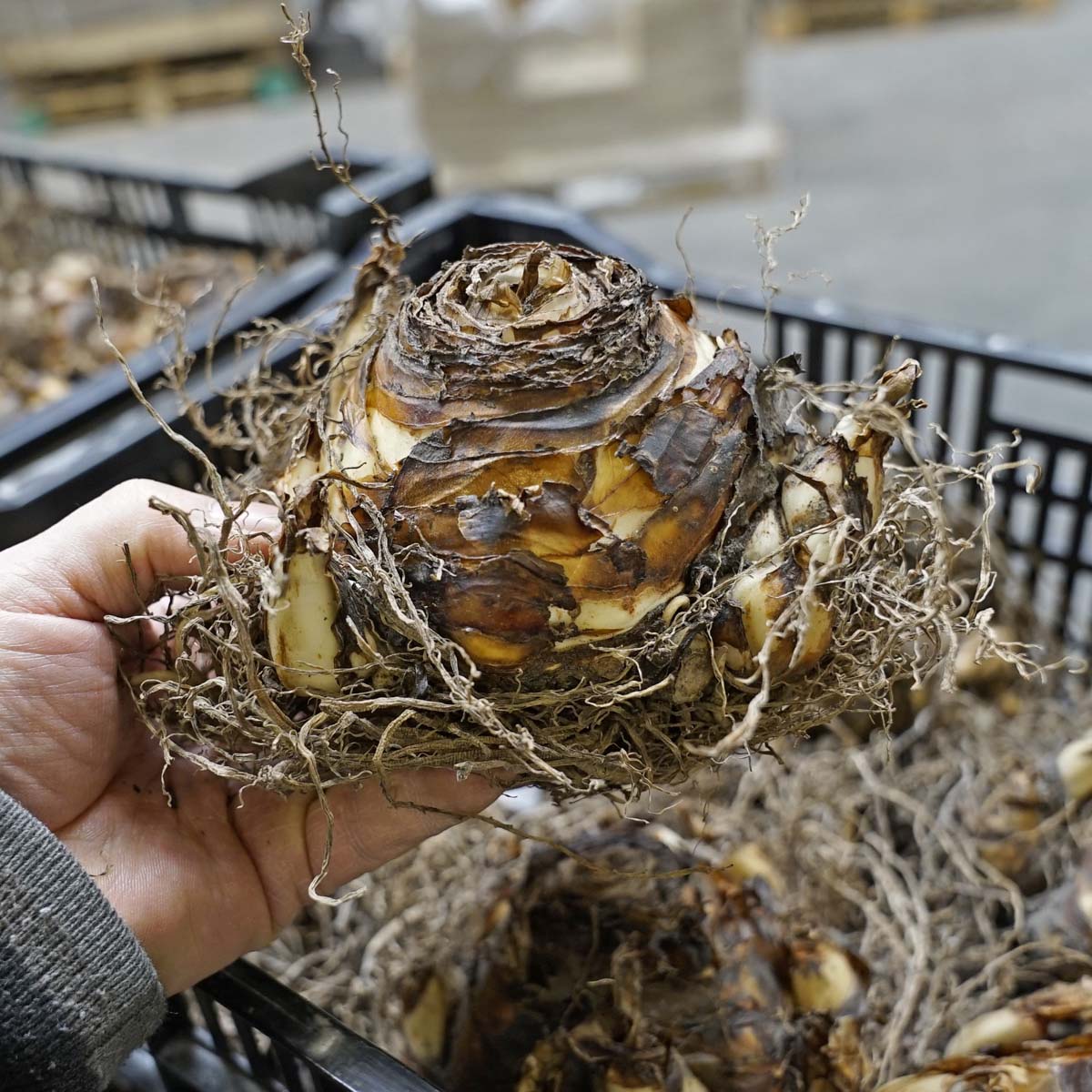 Eucomis pole - evansii - Summer special bulbs - Fluwel