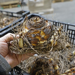 Eucomis pole - evansii - Summer special bulbs - Fluwel